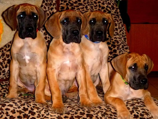 Dog niemiecki szczenięta z rodowodem